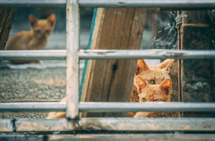 FFTIN Tierheimsponsoring Erfahrungen: Unterstützungsleistungen im Überblick